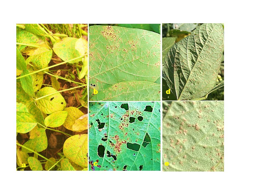 Figure 29